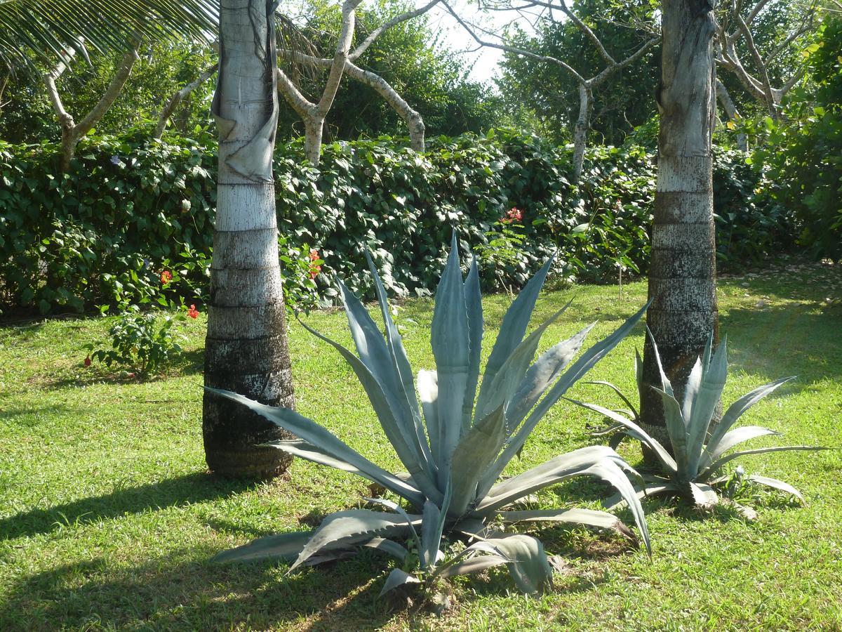 La Rosa De Los Vientos Bed & Breakfast Pedasi Town Exterior foto